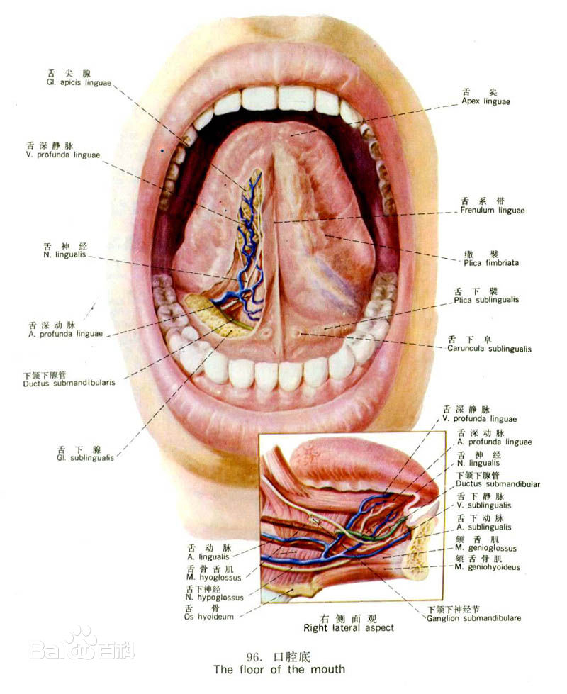 唇部动脉血管分布图片